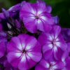Phlox Paniculata Purple Kiss